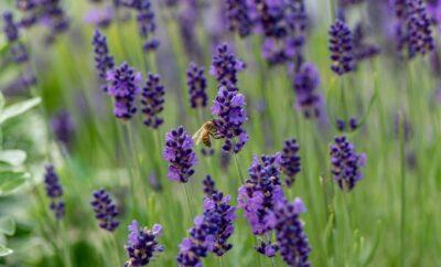 Les plus belles bastides à louer pour anniversaire en Provence