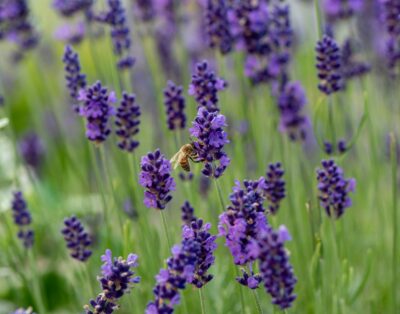 Les plus belles bastides à louer pour anniversaire en Provence